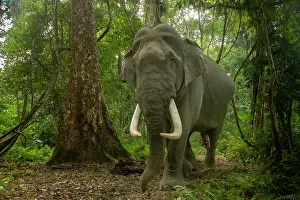 Bulls Prints: Indian elephant (Elephas maximus indicus) male tusker walking through rainforest