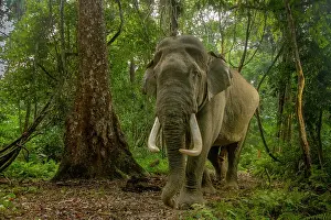 Bulls Prints: Indian elephant (Elephas maximus indicus) male tusker walking through rainforest