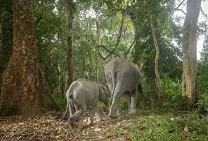 Elephas Prints: Indian elephant (Elephas maximus indicus) mother and calf walking through rainforest