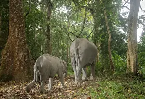 Elephas Prints: Indian elephant (Elephas maximus indicus) mother and calf walking through rainforest