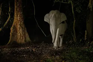 Bulls Prints: Indian elephant (Elephas maximus indicus) tuskless male