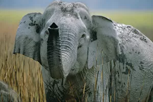 Proboscids Gallery: Indian elephant with trunk raised {Elephas maximus} Kaziranga NP, Assam, India