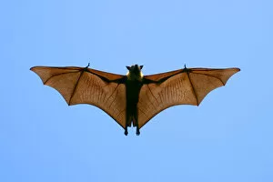 Axel Gomille Collection: Indian Flying Fox (Pteropus giganteus), flying, India