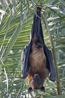 2019 August Highlights Gallery: Indian Flying Fox (Pteropus giganticus) male roosting in tree, Keoladeo NP, Bharatpur