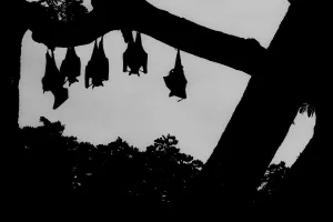 Indian flying foxes (Pteropus giganteus) roosting in tree, Yala National Park, Southern Province