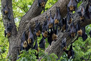 Sri Lanka Prints: Indian flying foxes (Pteropus giganteus) roosting in tree