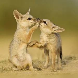 Baby Animal Prints: Indian fox (Vulpes bengalensis) pups at play by a den in the Little Rann, Kutch, Gujarat