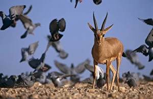 Action Gallery: Indian gazelle (Chinkara) (Gazella bennetti) with flock of Common pigeons, Lohawat