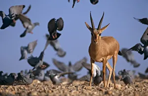 Bernard Castelein Gallery: Indian gazelle (Chinkara) (Gazella bennetti) with flock of Common pigeons, Lohawat