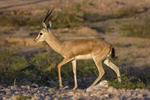 Images Dated 21st February 2016: Indian gazelle or Chinkara, (Gazella bennettii), male, Thar desert, Rajasthan, India