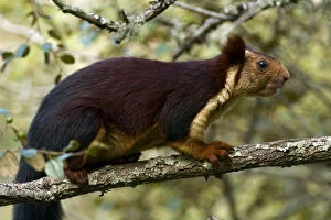 Indian Giant / Giant Malabar Squirrel (Ratufa indica) on a branch. Karnataka, India