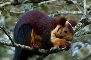 Indian Giant / Giant Malabar Squirrel (Ratufa indica) feeding. Karnataka, India