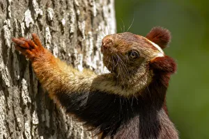 Indian giant squirrel (Ratufa indica) Kaziranga National Park, Assam, India
