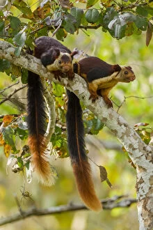 2018 October Highlights Gallery: Indian giant squirrel (Ratufa indica) pair, Karnataka, Western Ghats, India