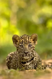 Images Dated 14th June 2019: Indian leopard (Panthera pardus fusca) cub, portrait. Nagarhole National Park, India