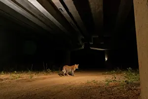 Road Prints: Indian leopard (Panthera pardus fusca) using the underpass of National Highway NH-44