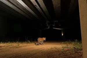 Road Prints: Indian leopard (Panthera pardus fusca) using the underpass of National Highway NH-44