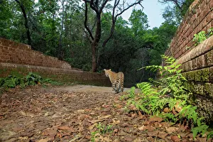 Bridges Prints: Indian leopard (Panthera pardus fusca) walking across a bridge over the Sharda canal system