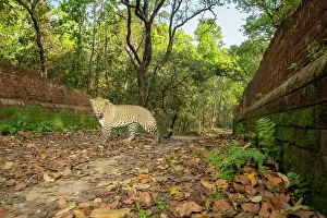 Bridges Prints: Indian leopard (Panthera pardus fusca) walking across a bridge over the Sharda canal system