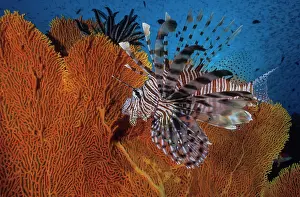 Thailand Prints: Indian lionfish (Pterois miles) swimming in front of a seafan, Thailand, Andaman Sea