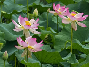 2018 October Highlights Collection: Indian lotus (Nelumbo nucifera) flowers, Melbourne Botanic garden, Victoria, Australia