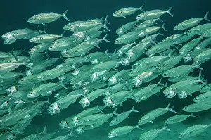 Scombridae Prints: Indian mackerel (Rastrelliger kanagurta) school