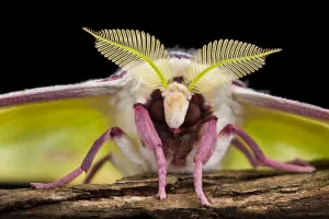 Hairy Prints: Indian moon / Indian luna moth (Actias selene) head-on view showing feather-like antennae