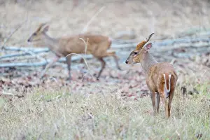 Rear View Prints: Two Indian muntjac (Muntiacus muntjak)