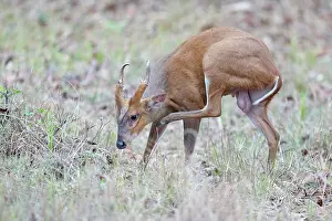 True Deer Prints: Indian muntjac (Muntiacus muntjak) scratching