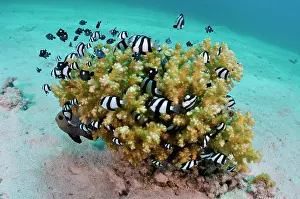 School Prints: Indian Ocean humbug (Dascyllus abudafur) shoal swimming around Pocillopora coral