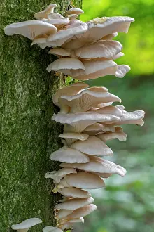 Mushroom Prints: Indian oyster (Pleurotus pulmonarius) fungi on broadleaf tree trunk in forest in autumn