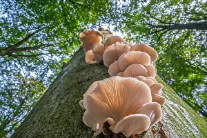 Mushroom Prints: Indian oyster (Pleurotus pulmonarius) fungi on broadleaf tree trunk in forest in autumn