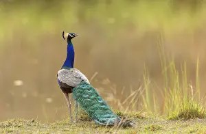 Plumage Prints: Indian peacock (Pavo cristatus) portrait, Bandhavgarh Tiger Reserve, Madhya Pradesh, India