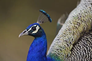 Indian peafowl or blue peafowl (Pavo cristatus) Keoladeo Ghana National Park, Bharatpur