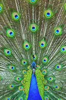Indian peafowl (Pavo cristatus) peacock displaying feathers, captive, occurs in South