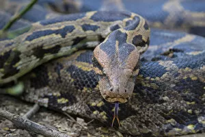 Indian python (Python molurus), flicking tongue, Rajasthan, India