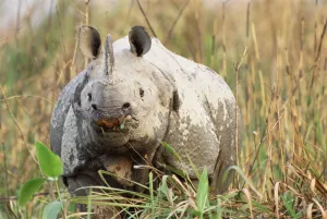 Indian rhinoceros grazing {Rhinoceros unicornis} Kaziranga NP, Assam, India