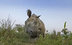 Images Dated 2nd March 2016: Indian rhinoceros (Rhinoceros unicornis), low angle shot of male, Kaziranga National Park