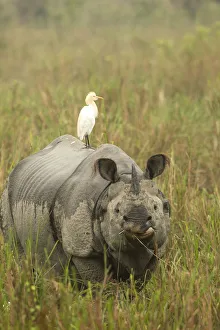 Images Dated 4th March 2016: Indian rhinoceros (Rhinoceros unicornis) with Cattle egret on back. Kaziranga National Park