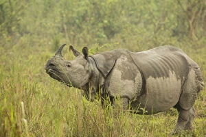 Images Dated 4th March 2016: Indian rhinoceros (Rhinoceros unicornis), female after light drizzle. Kaziranga National Park