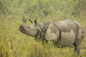 Images Dated 4th March 2016: Indian rhinoceros (Rhinoceros unicornis), female after light drizzle. Kaziranga National Park