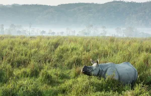 Images Dated 25th August 2017: Indian rhinoceros (Rhinoceros unicornis) in tall grass