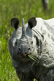 2019 April Highlights Gallery: Indian rhinoceros (Rhinoceros unicornis) Kaziranga National Park, Assam, India