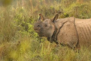Indian rhinoceros (Rhinoceros unicornis) Chitwan National Park, Nepal