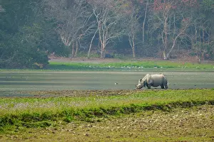 Indian rhinoceros (Rhinoceros unicornis) drinking in river, Jim Corbett National Park, Uttarakhand, India