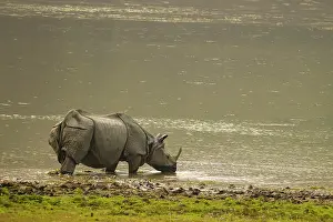Rhino Prints: Indian rhinoceros (Rhinoceros unicornis) drinking in river