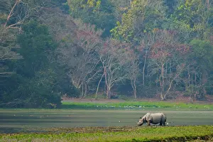 Rhino Prints: Indian rhinoceros (Rhinoceros unicornis) drinking in river