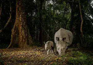 Mallow Prints: Indian rhinoceros (Rhinoceros unicornis) female and calf