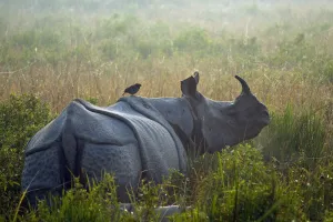 Indian rhinoceros (Rhinoceros unicornis) with Jungle myna (Acridotheres fuscus) riding on its back