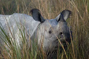 Indian Rhinoceros (Rhinoceros unicornis) in long grass. Kaziranga National Park, India